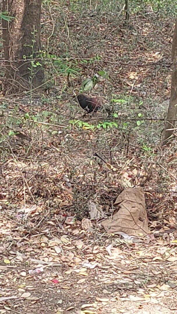 Aarey key foundation