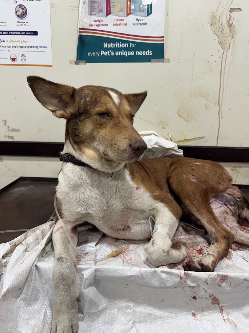 PAW Animal Welfare Foundation