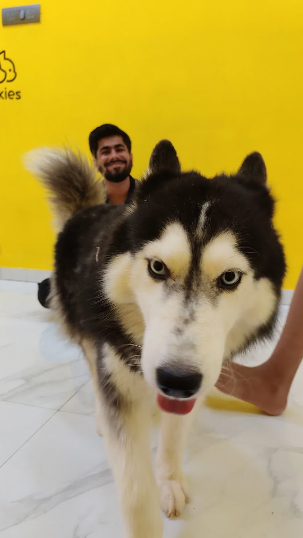 Pawkies Dogs Cuddle Therapy & Boarding
