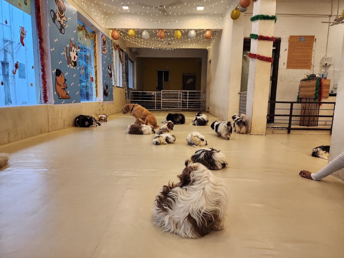 Pawkies Dogs Cuddle Therapy & Boarding