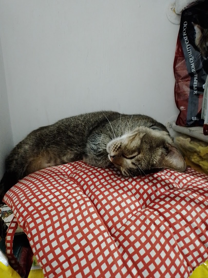 Pet Nanny