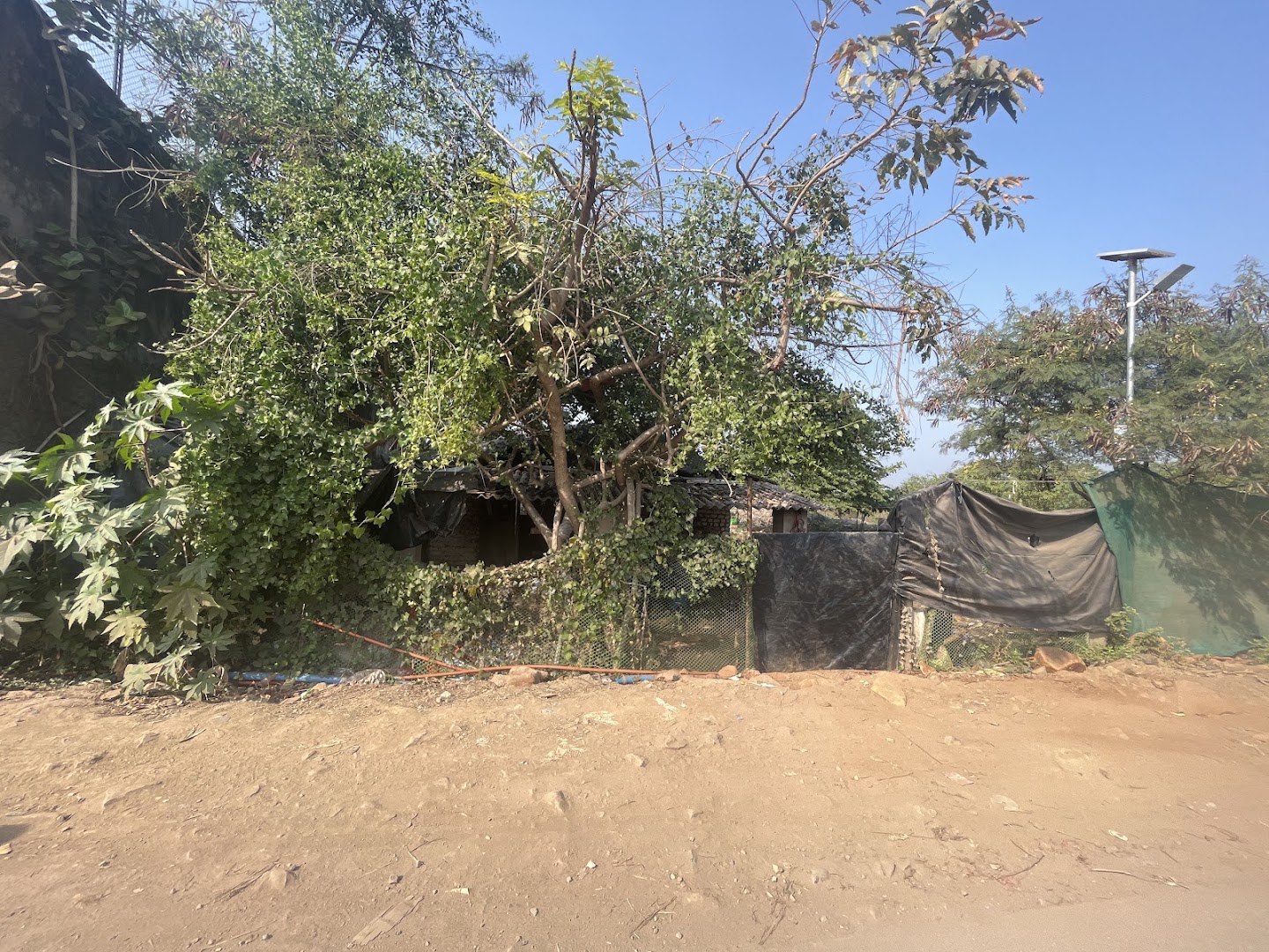 Rechal Dog Shelter